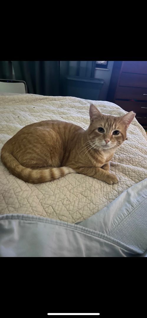 Hobbs, Adoptable, Adult Male Tabby.