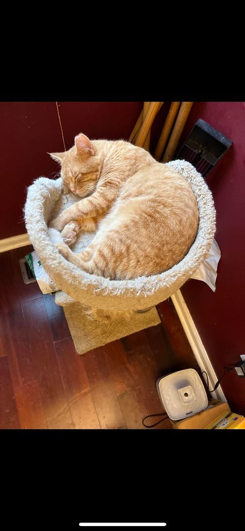 Hobbs, a Adoptable Tabby in Fairborn, OH image 2/6