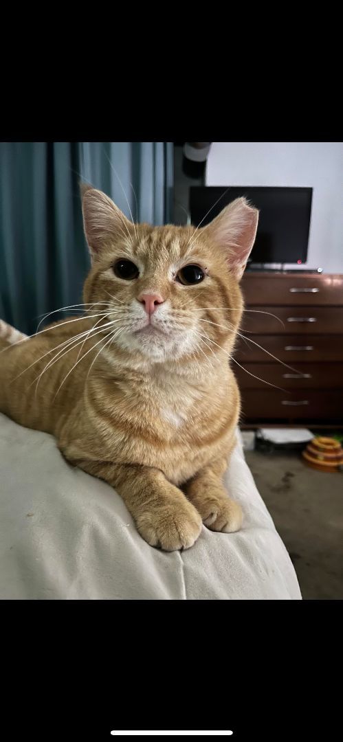 Hobbs, a Adoptable Tabby in Fairborn, OH image 3/6