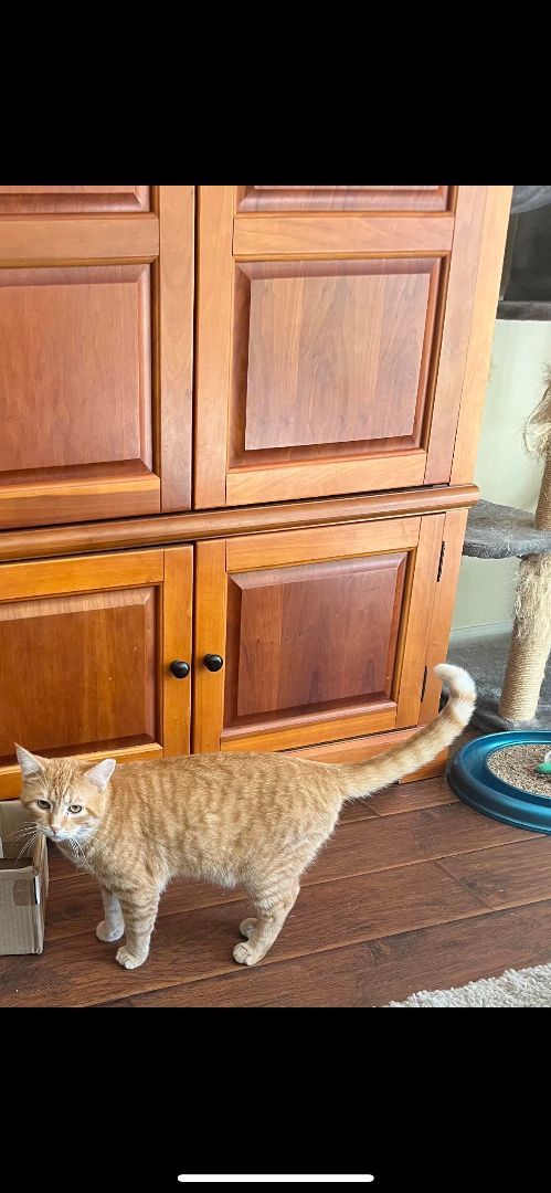 Hobbs, a Adoptable Tabby in Fairborn, OH image 4/6