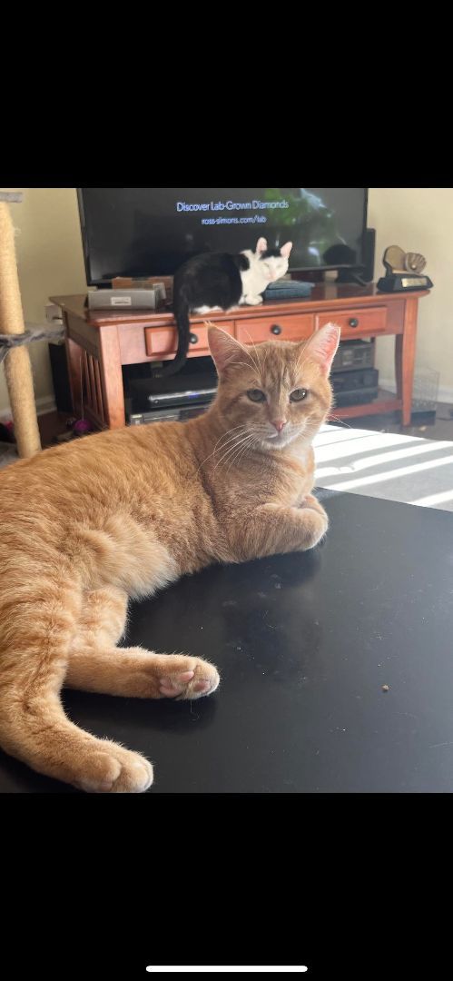 Hobbs, a Adoptable Tabby in Fairborn, OH image 5/6