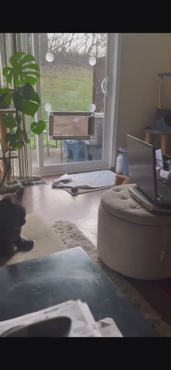 Enlarge Hobbs, a Adoptable Tabby in Fairborn, OH video 6/6