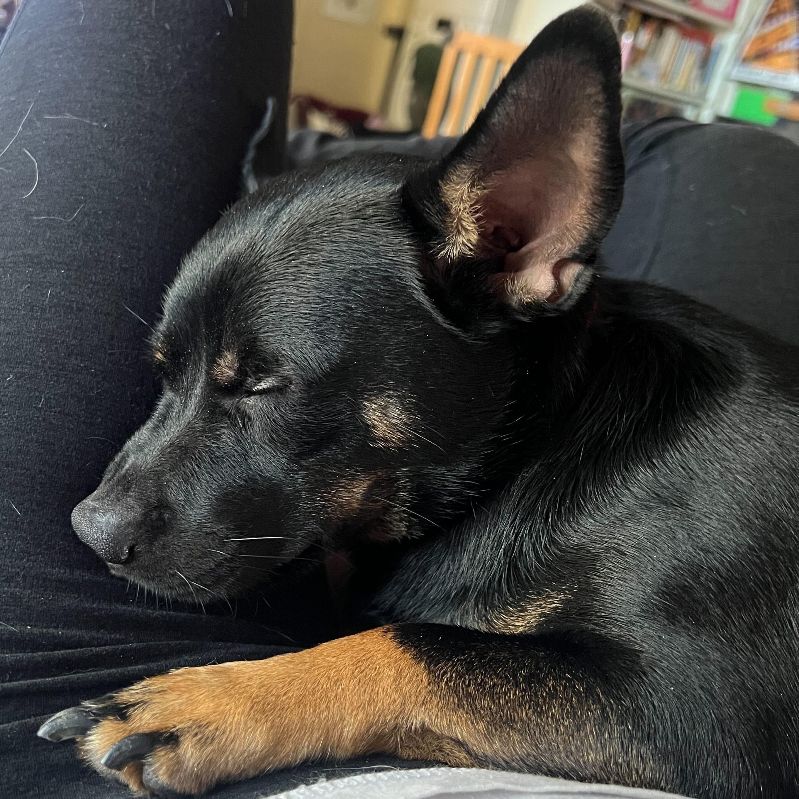 Enlarge Perry Cox, a ADOPTABLE Chihuahua in Brooklyn, NY image 1/2