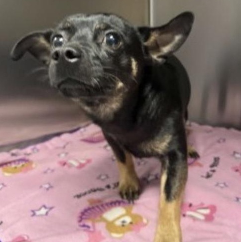 Enlarge Perry Cox, a ADOPTABLE Chihuahua in Brooklyn, NY image 2/2
