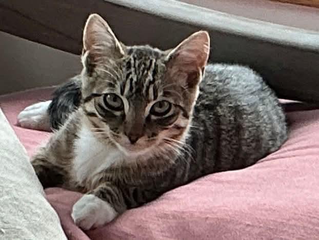 Cedar, ADOPTABLE, Kitten Male Domestic Short Hair.