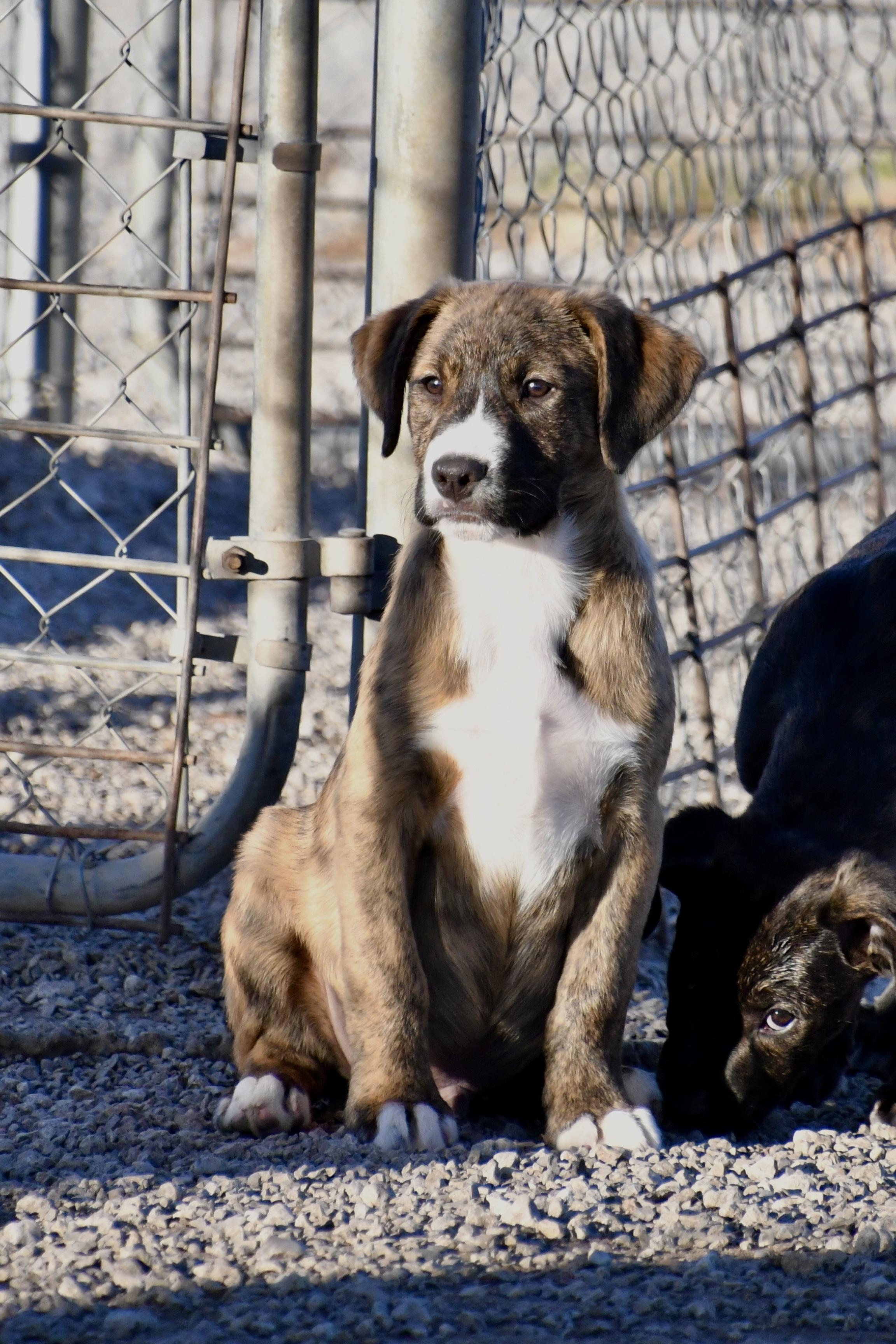 Basil, a Adoptable mixed breed in Hiawatha, KS image 1/5