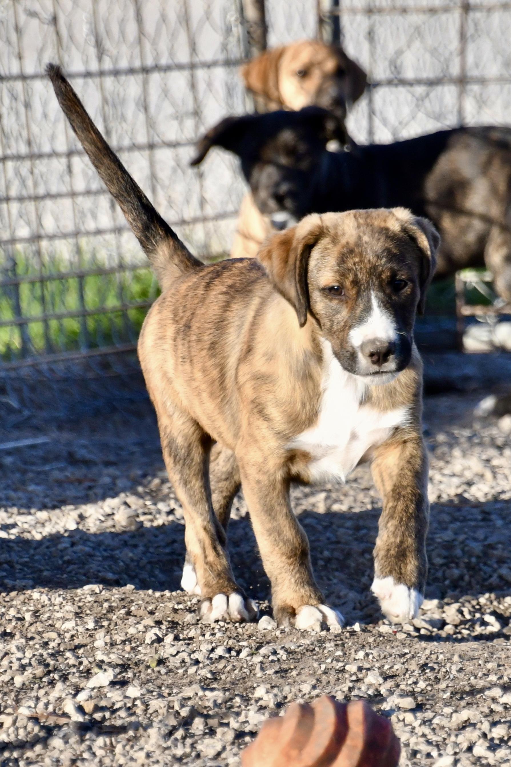 Basil, a Adoptable mixed breed in Hiawatha, KS image 5/5