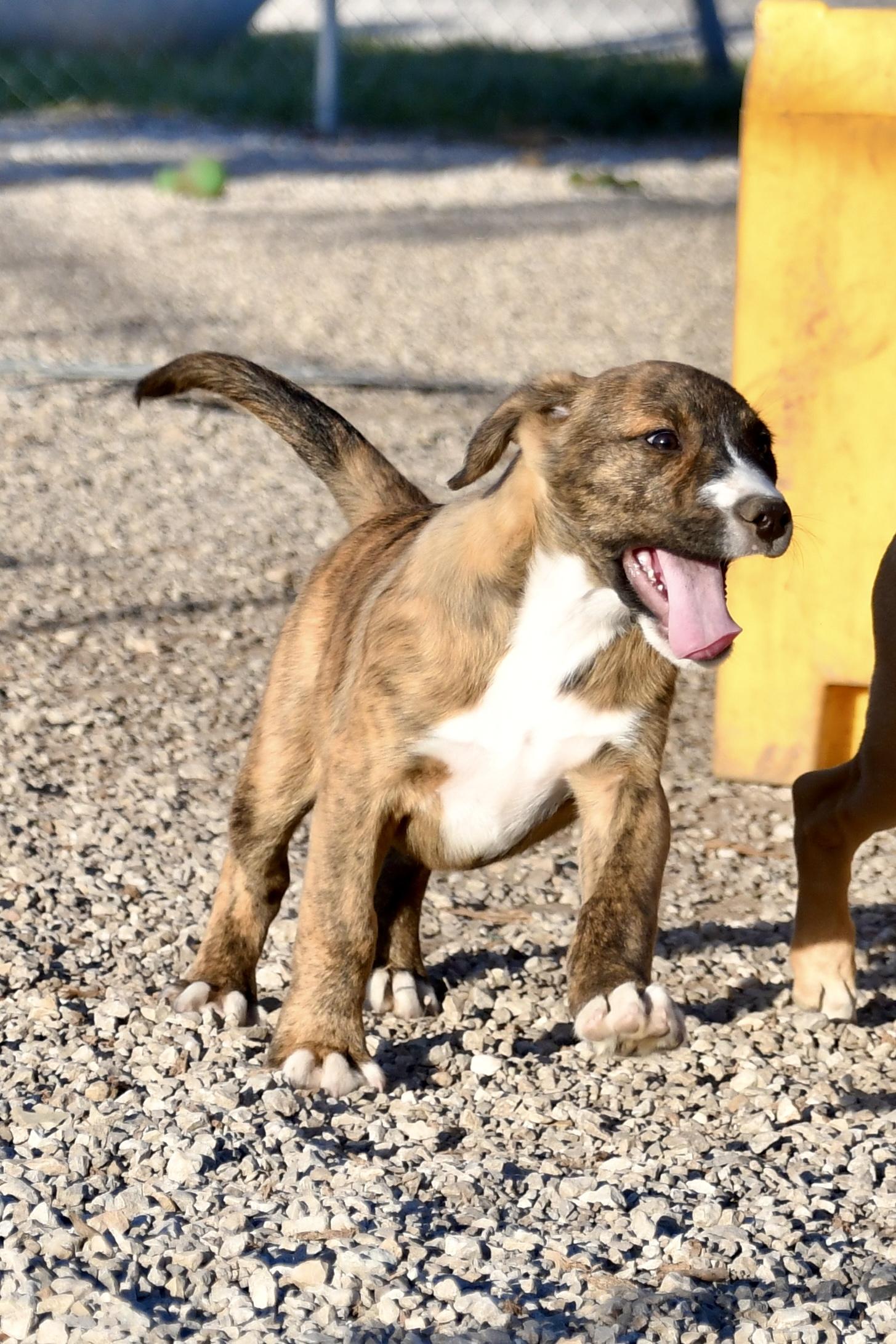 Basil, a Adoptable mixed breed in Hiawatha, KS image 4/5