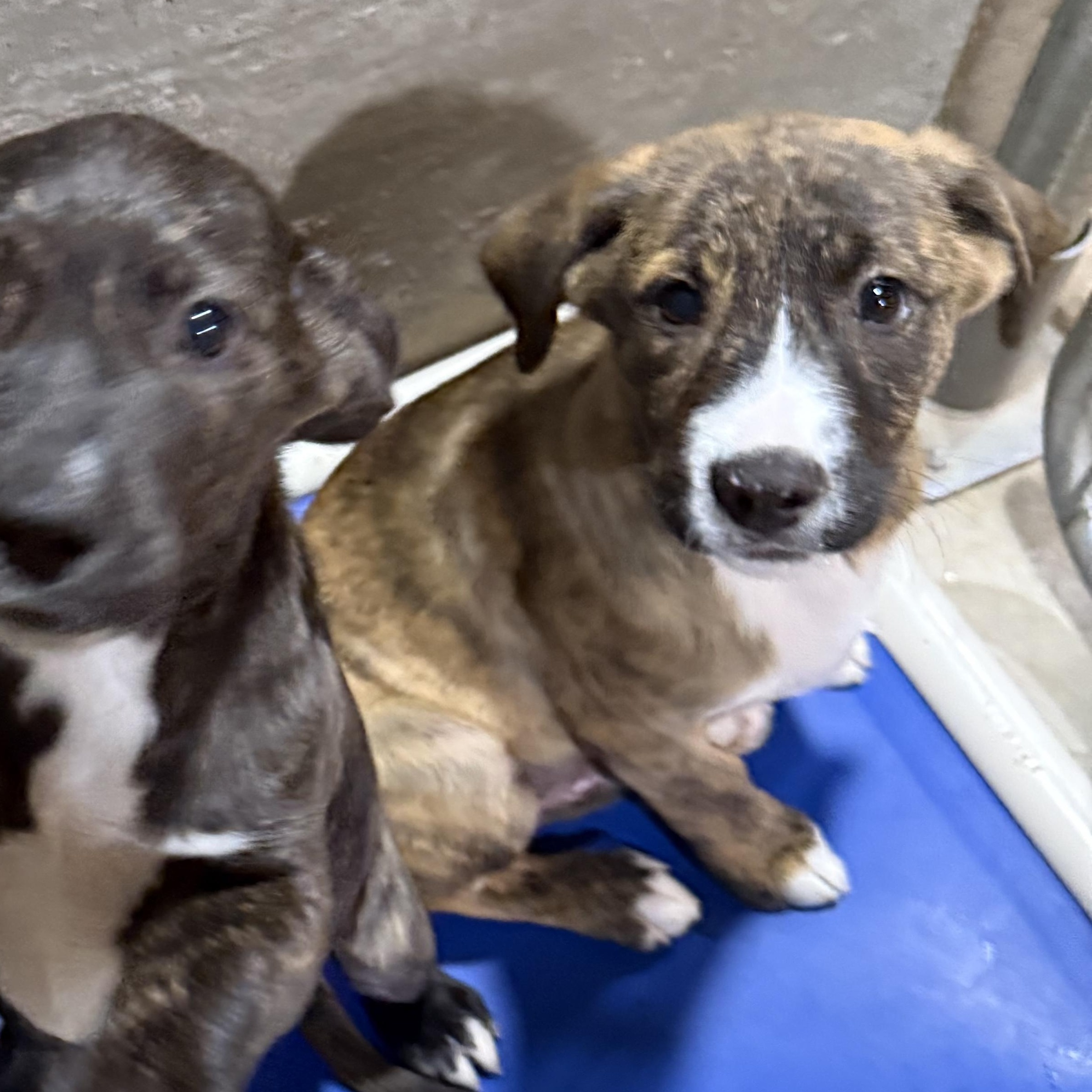 Basil, a Adoptable mixed breed in Hiawatha, KS image 2/5