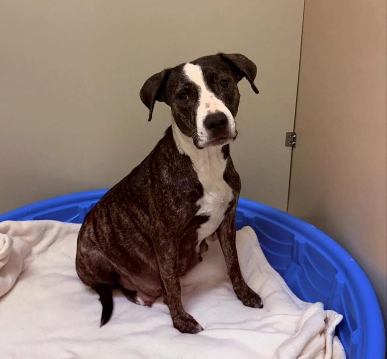 Basil, a Adoptable mixed breed in Hiawatha, KS image 3/5