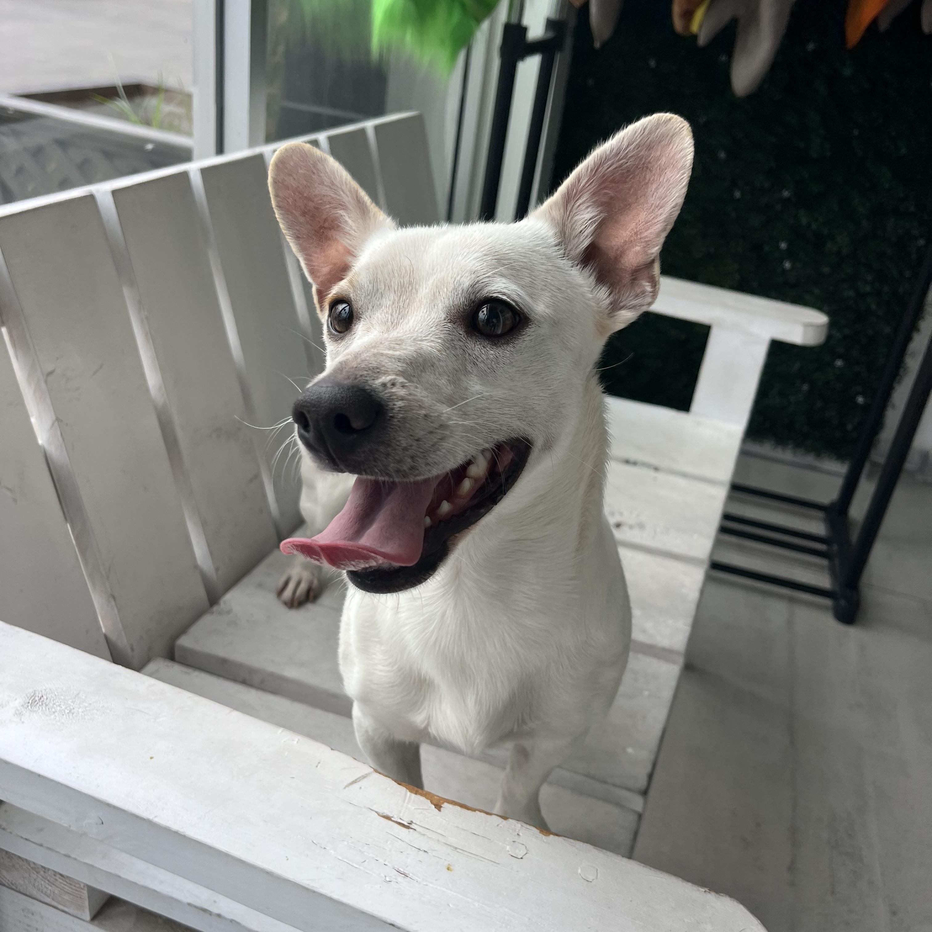 Dante , a ADOPTABLE mixed breed in Poway, CA image 2/5