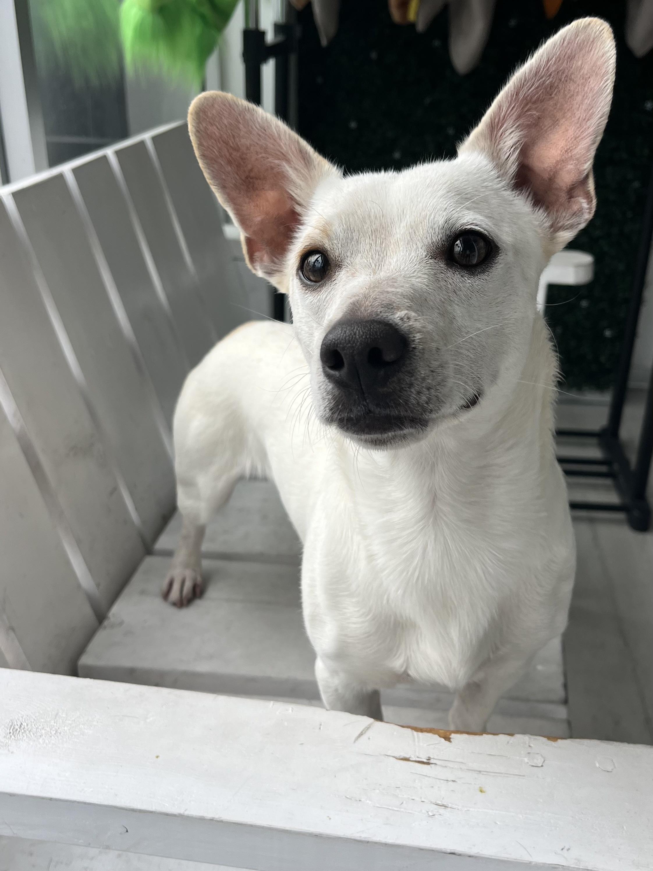 Dante , a ADOPTABLE mixed breed in Poway, CA image 4/5