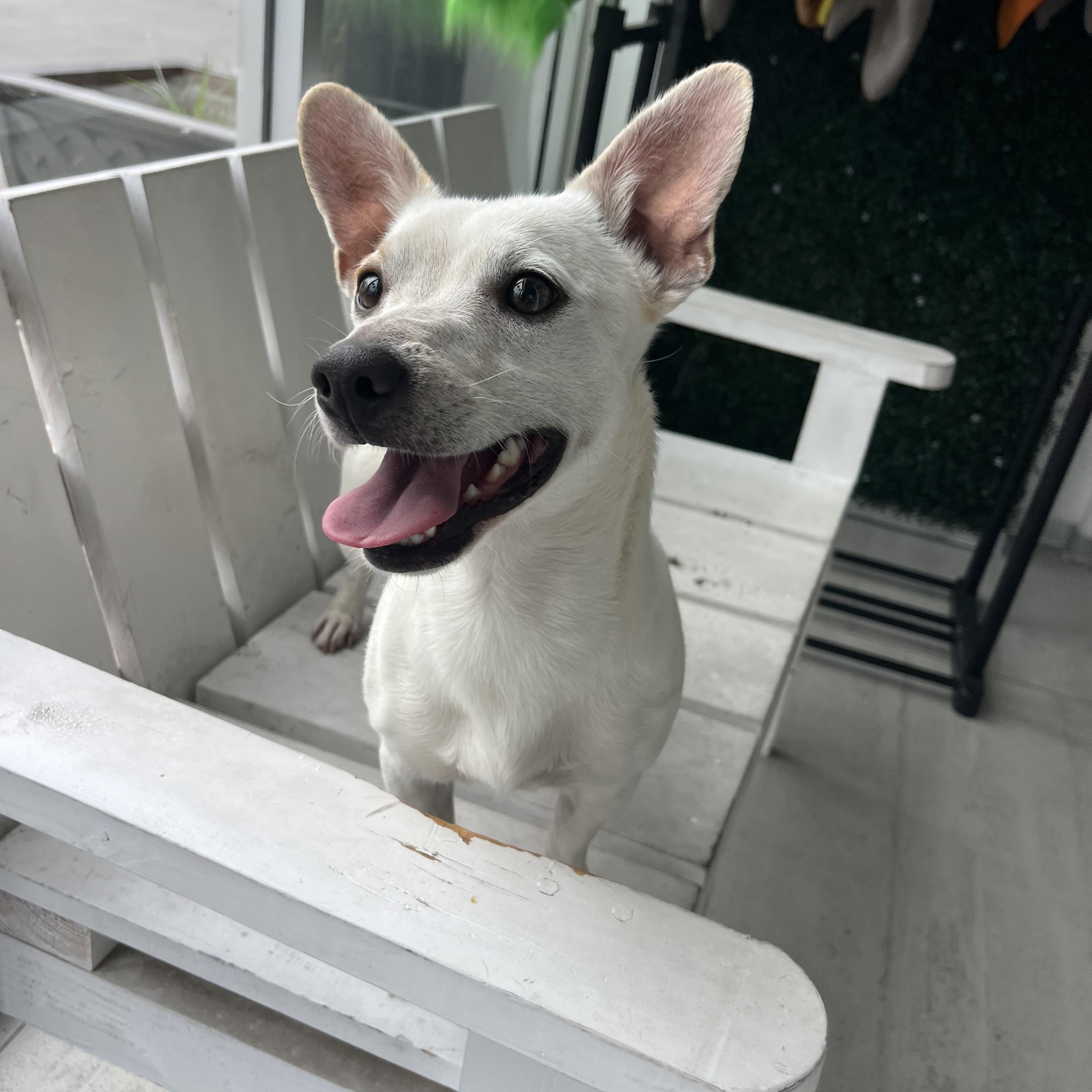 Dante , a ADOPTABLE mixed breed in Poway, CA image 5/5