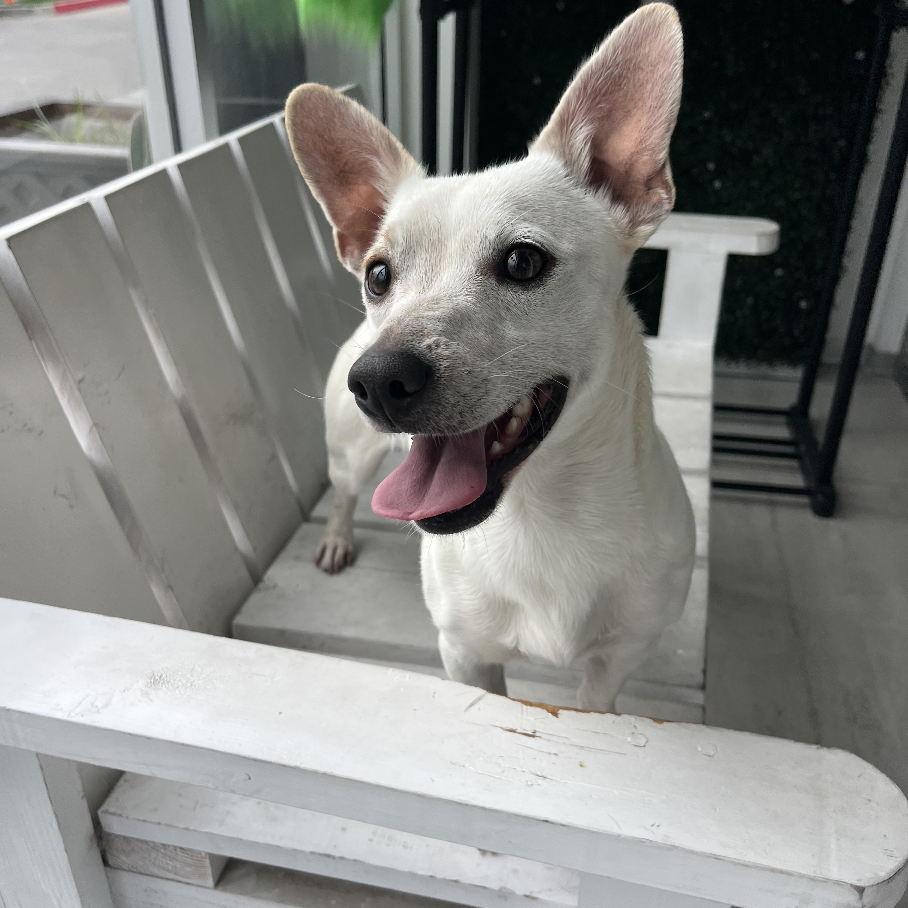 Dante , a ADOPTABLE mixed breed in Poway, CA image 1/5