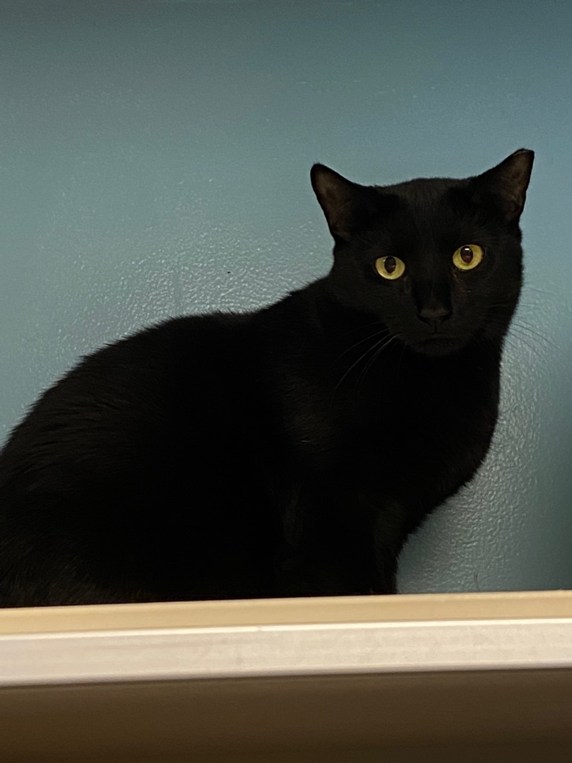 Black Panther, a Adoptable Domestic Short Hair in Freeport, NY image 1/3