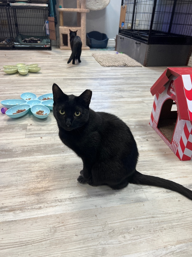Black Panther, a Adoptable Domestic Short Hair in Freeport, NY image 2/3