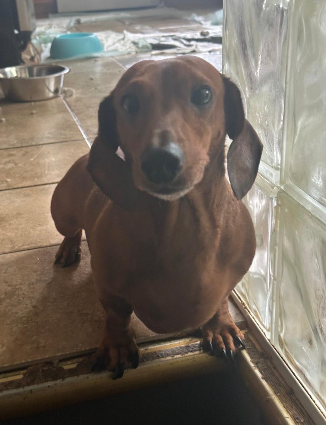 Yogi (Coming Tuesday 9/9/25)