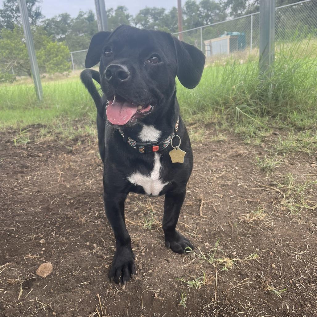 Mac, Adoptable, Young Male Dachshund & Terrier.