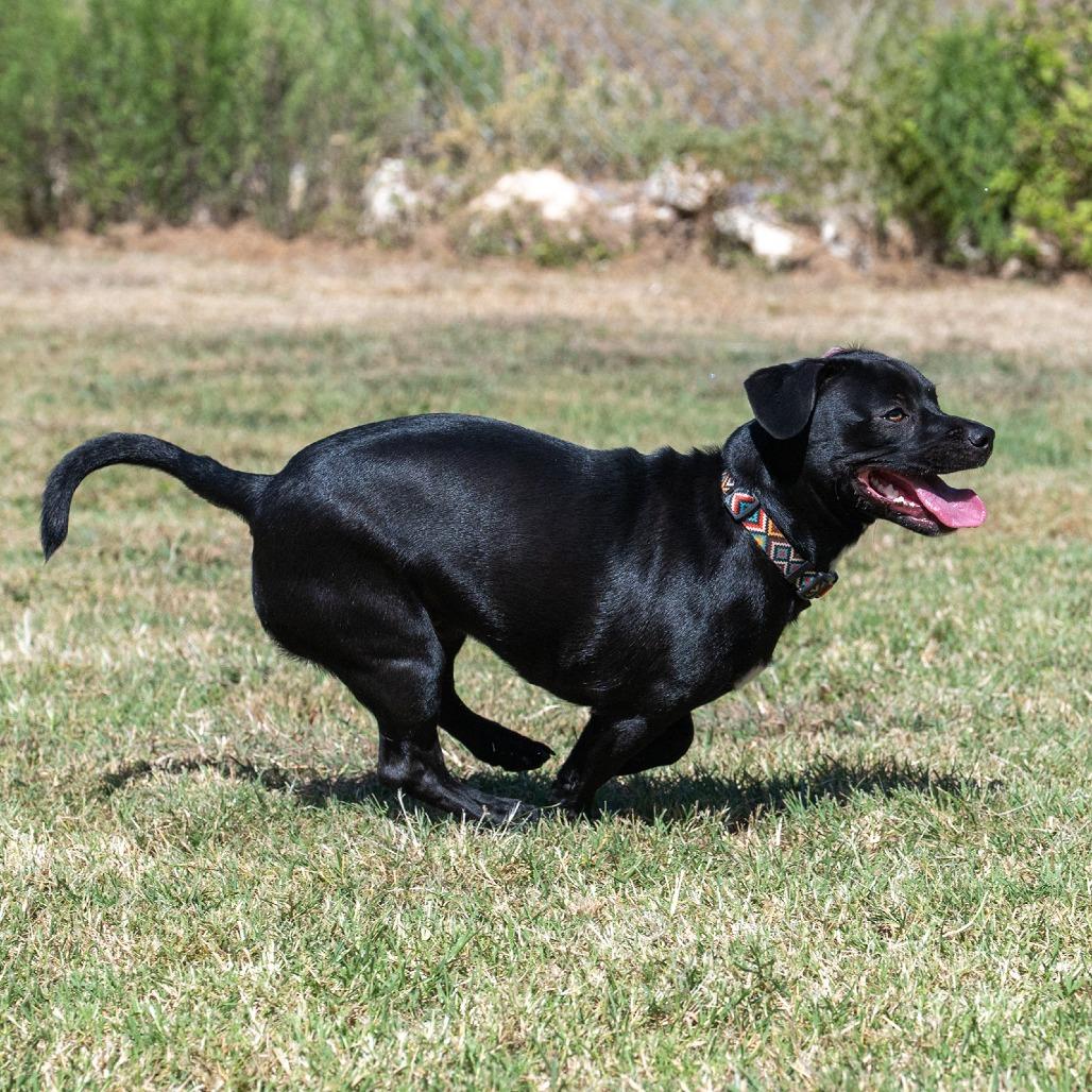 Mac, a Adoptable mixed breed in Wimberley, TX image 2/6