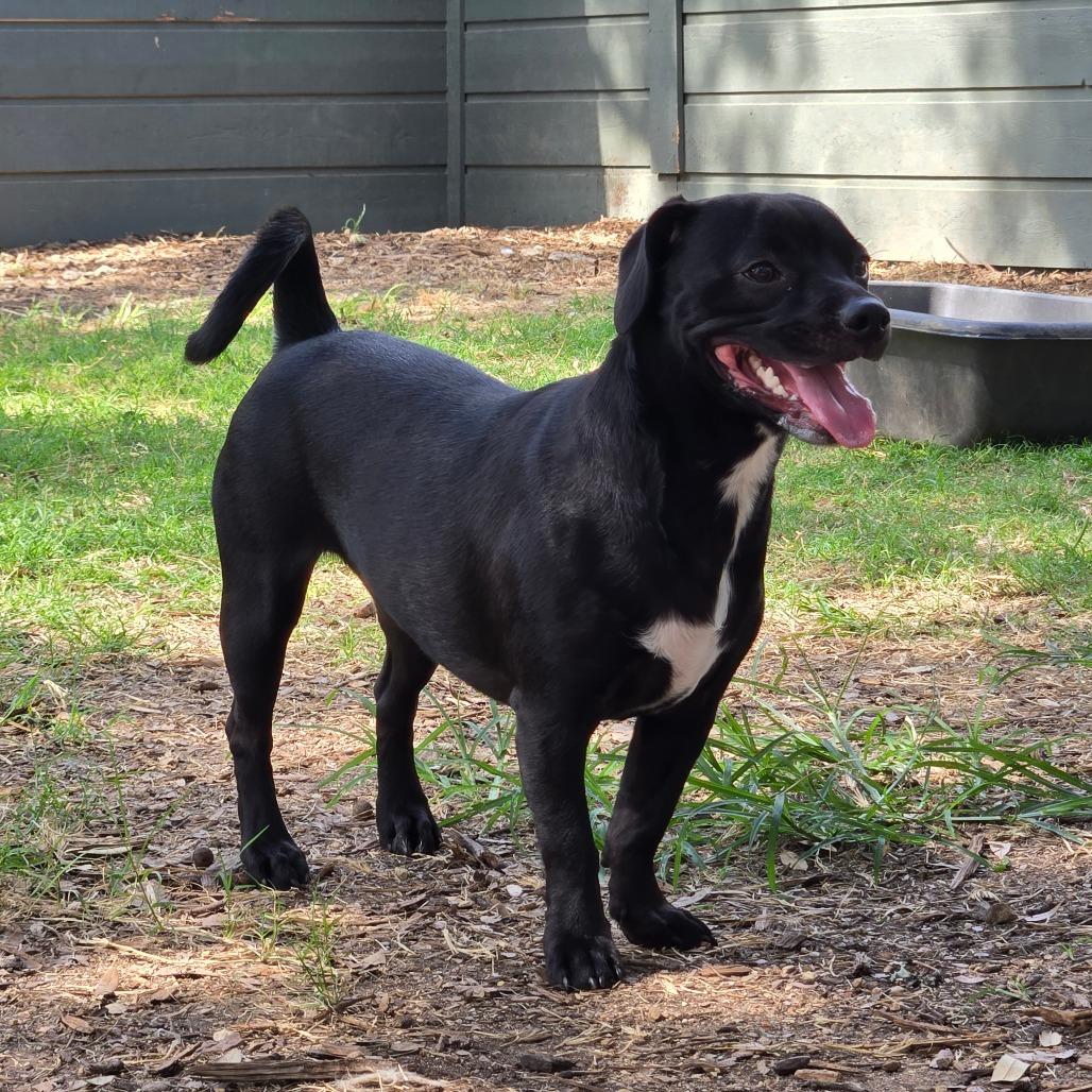 Mac, a Adoptable mixed breed in Wimberley, TX image 3/6