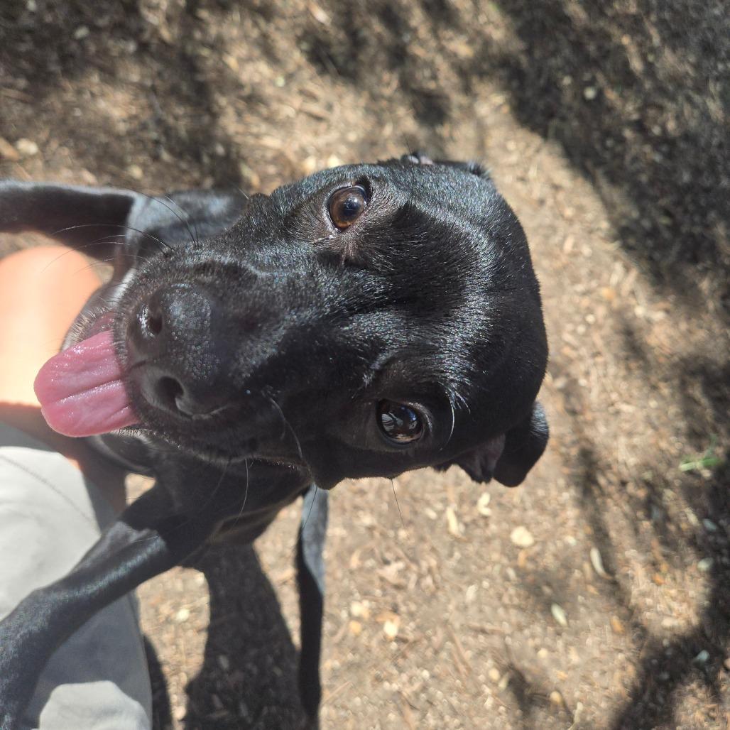 Mac, a Adoptable mixed breed in Wimberley, TX image 4/6