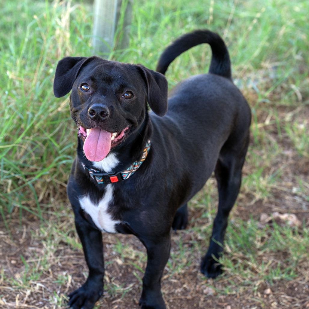 Mac, a Adoptable mixed breed in Wimberley, TX image 5/6