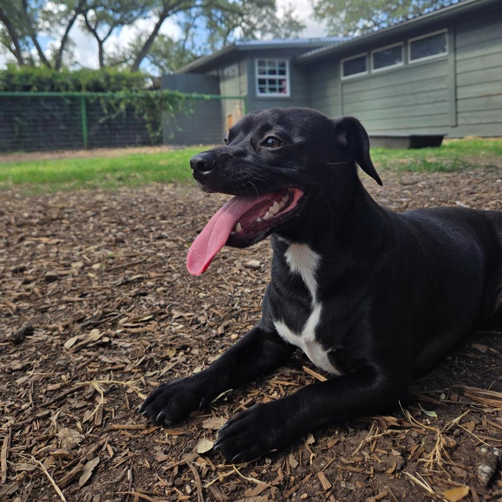 Mac, a Adoptable mixed breed in Wimberley, TX image 6/6