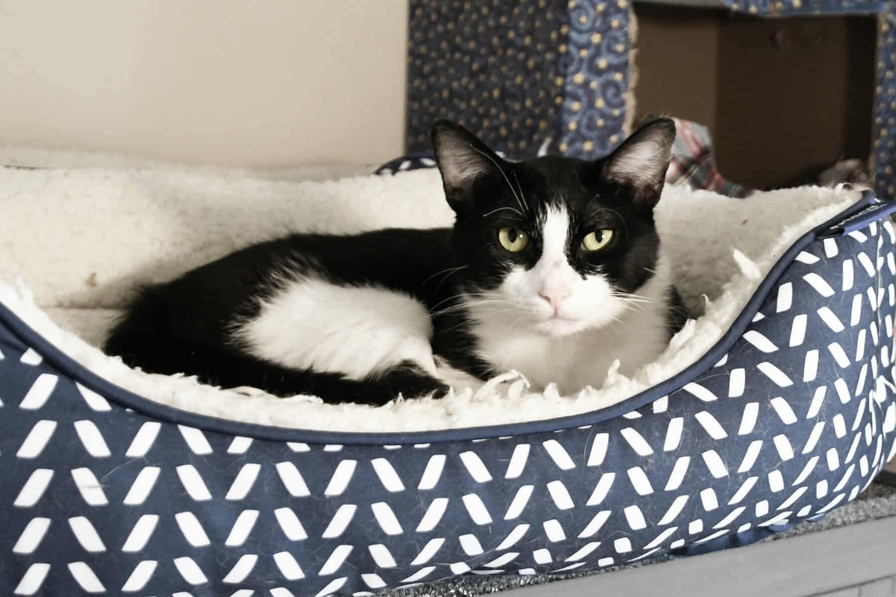 Enlarge Spunky, a Adoptable American Shorthair in Johnstown, NY image 3/4