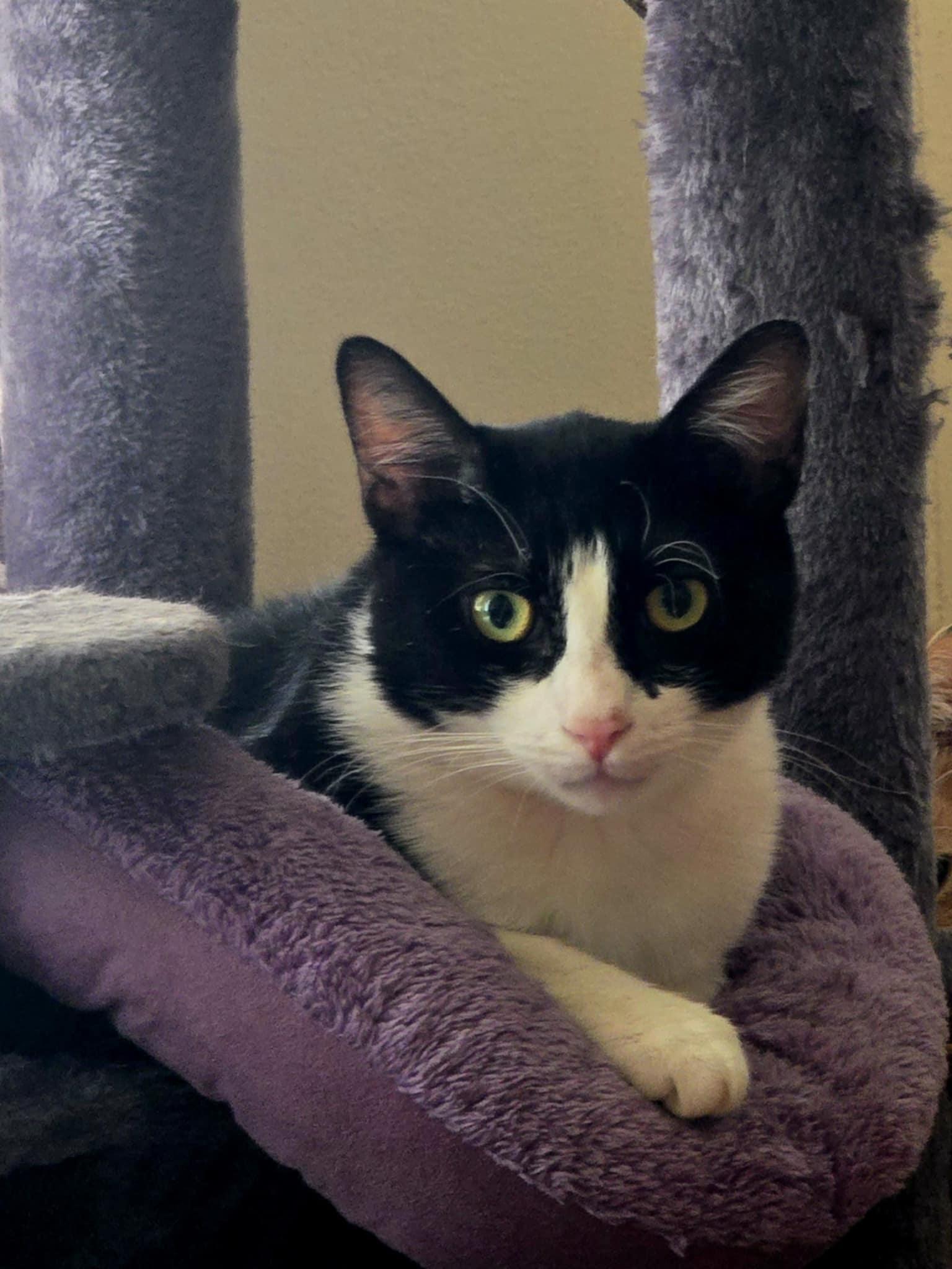 Spunky, Young Male American Shorthair