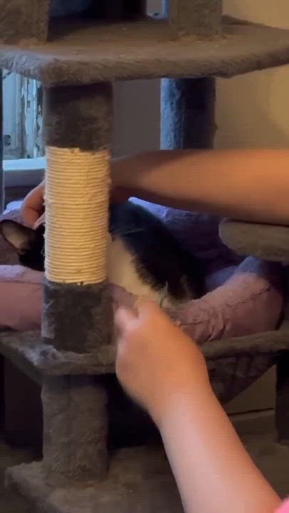 Enlarge Spunky, a Adoptable American Shorthair in Johnstown, NY video 4/4