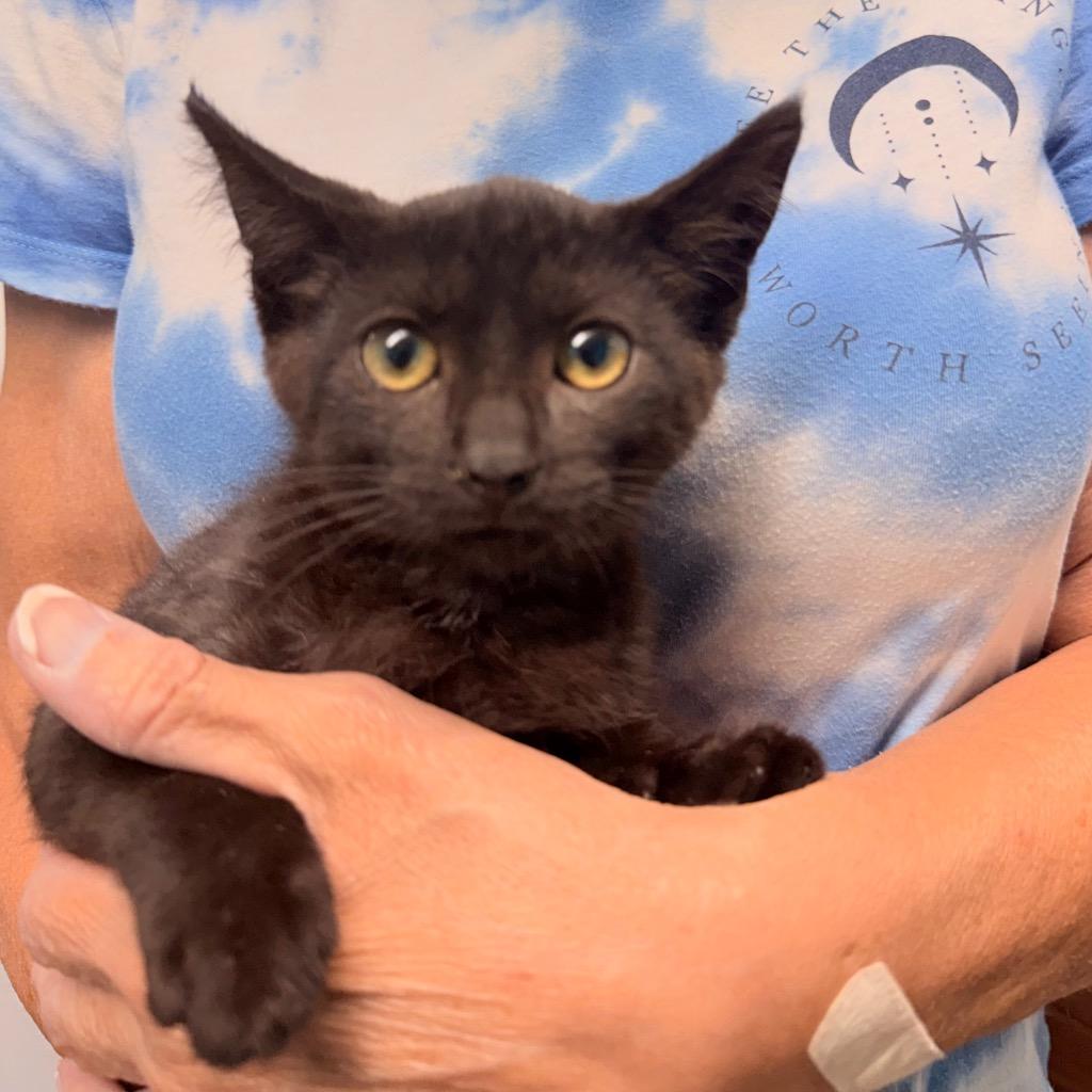Enlarge Ember Rose, a Adoptable mixed breed in Utica, MI image 1/1