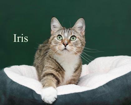 Iris, Adoptable, Adult Female Domestic Short Hair & Domestic Short Hair.