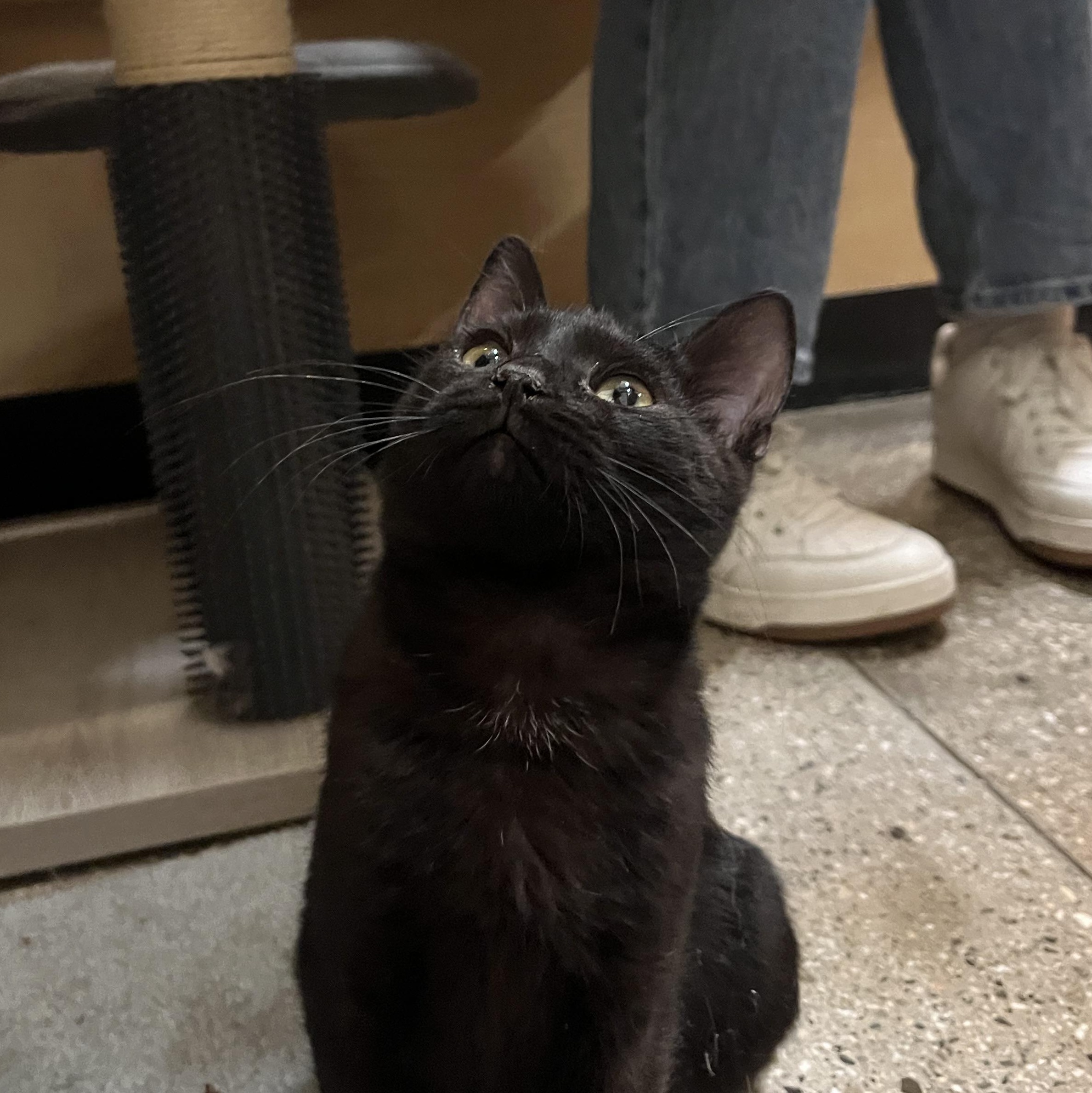 Luke, adopted, Young Male Domestic Short Hair.