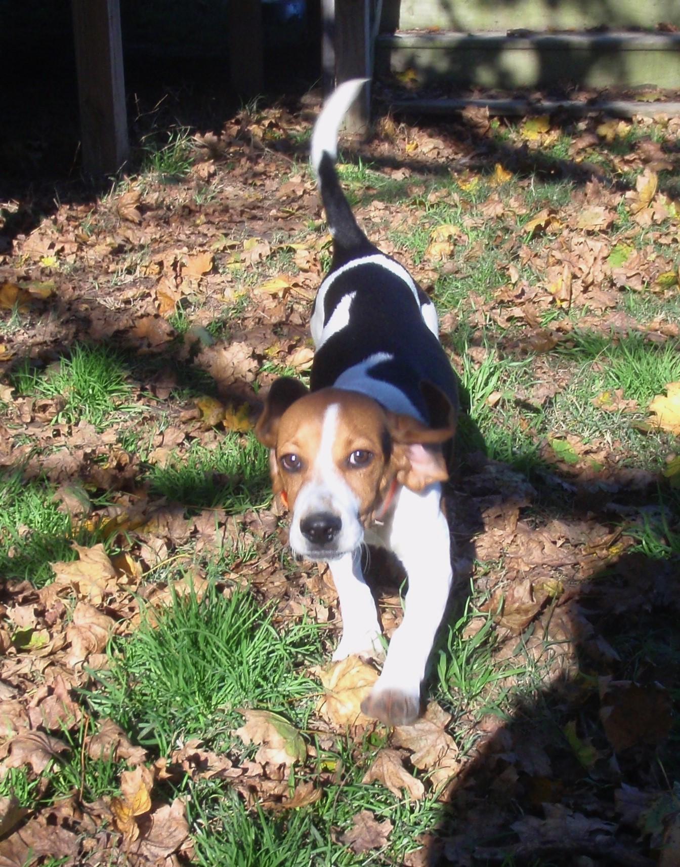 Charlie 2015, Adopted, Puppy Male Beagle & Treeing Walker Coonhound.