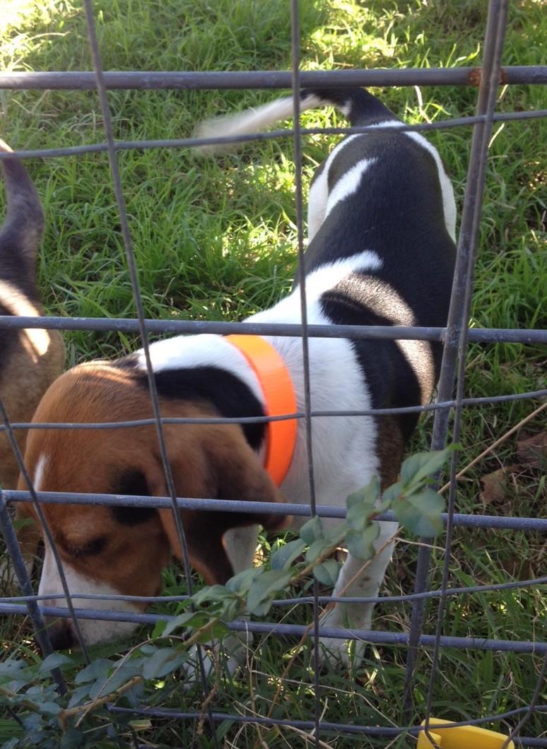 Enlarge Charlie 2015, a Adopted mixed breed in Chesapeake, VA image 2/3