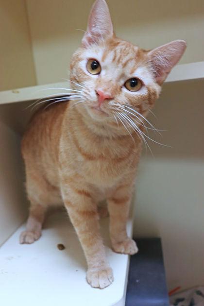 Larry, Adoptable, Adult Male Domestic Short Hair & Domestic Short Hair.