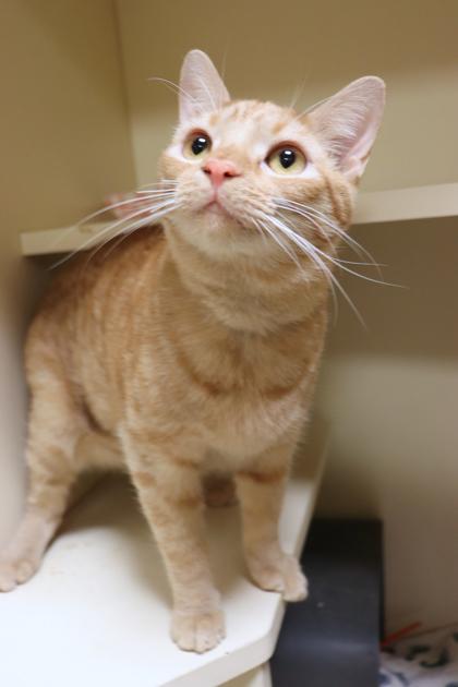 Enlarge Larry, a Adoptable mixed breed in Chicago, IL image 2/3