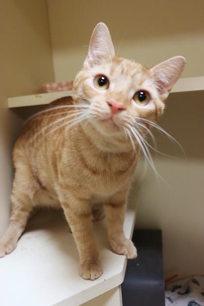 Enlarge Larry, a Adoptable mixed breed in Chicago, IL image 3/3