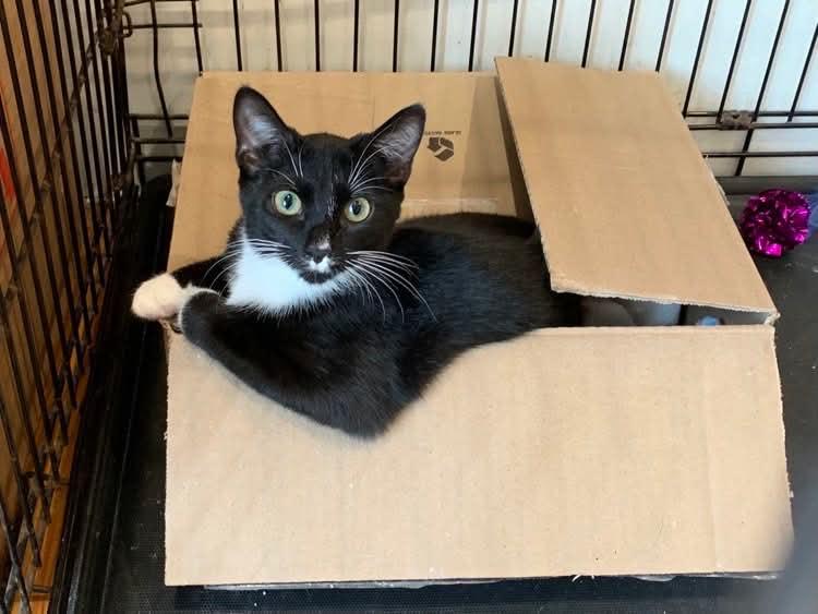 Piper, Adoptable, Young Female Tuxedo.