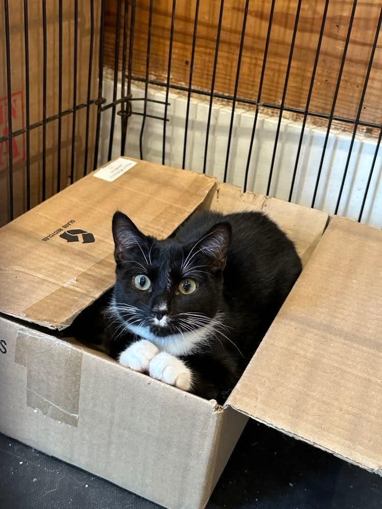 Enlarge Piper, a Adoptable mixed breed in Covington, TX image 2/3