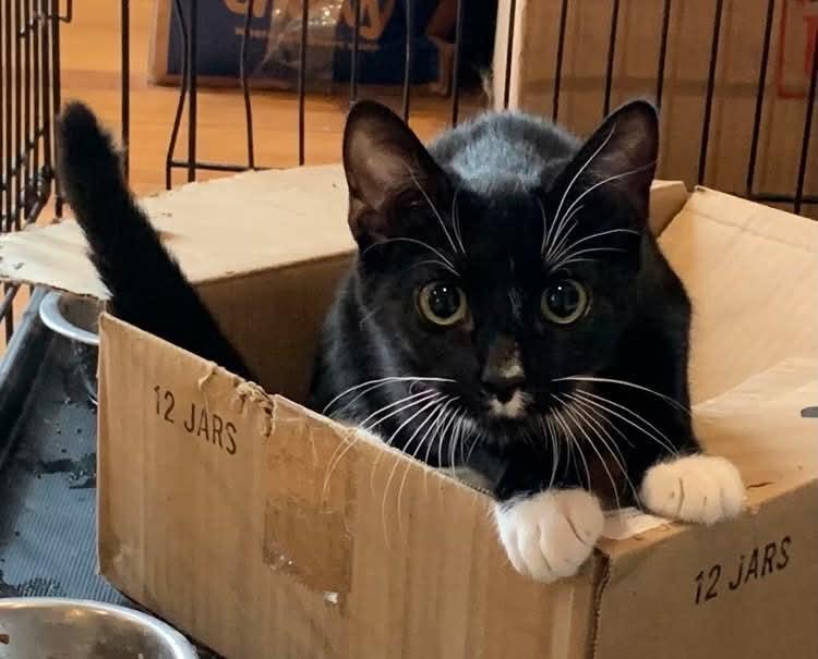 Enlarge Piper, a Adoptable mixed breed in Covington, TX image 3/3