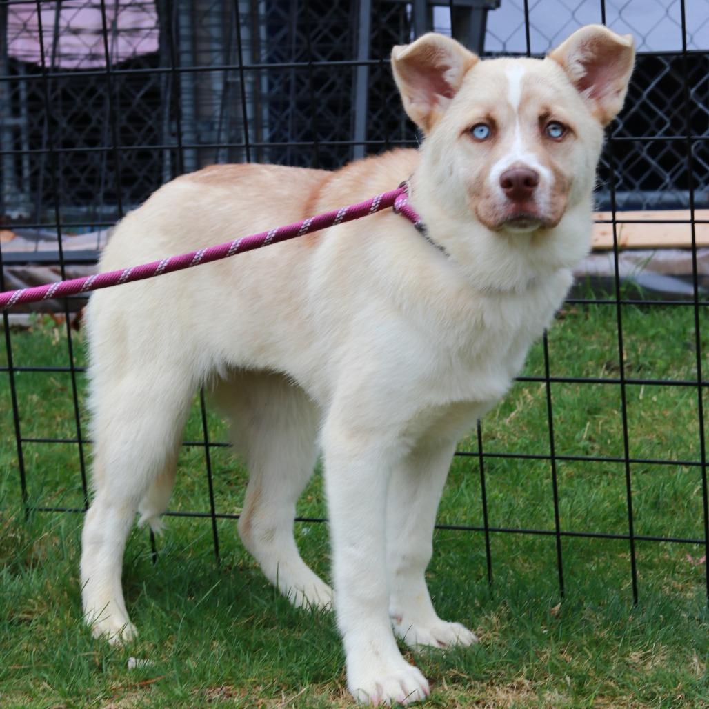 CT Selene, Adoptable, Puppy Female Husky.