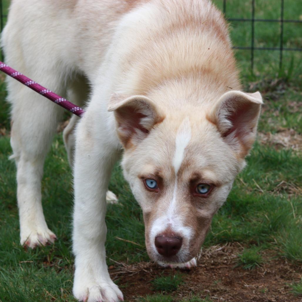 Enlarge CT Selene, a Adoptable mixed breed in Stormville, NY image 4/5