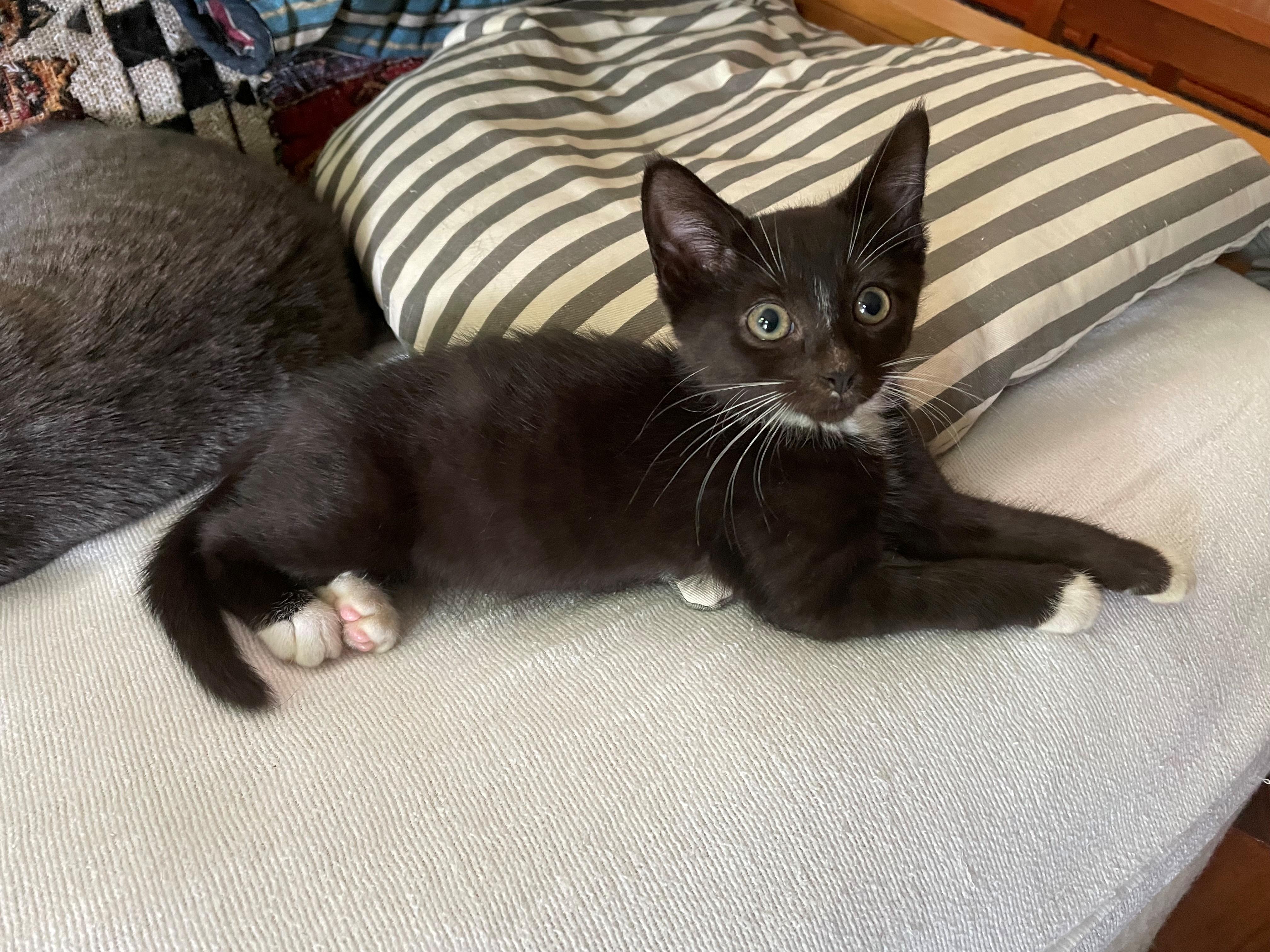 Berry Domestic Short Hair Cat
