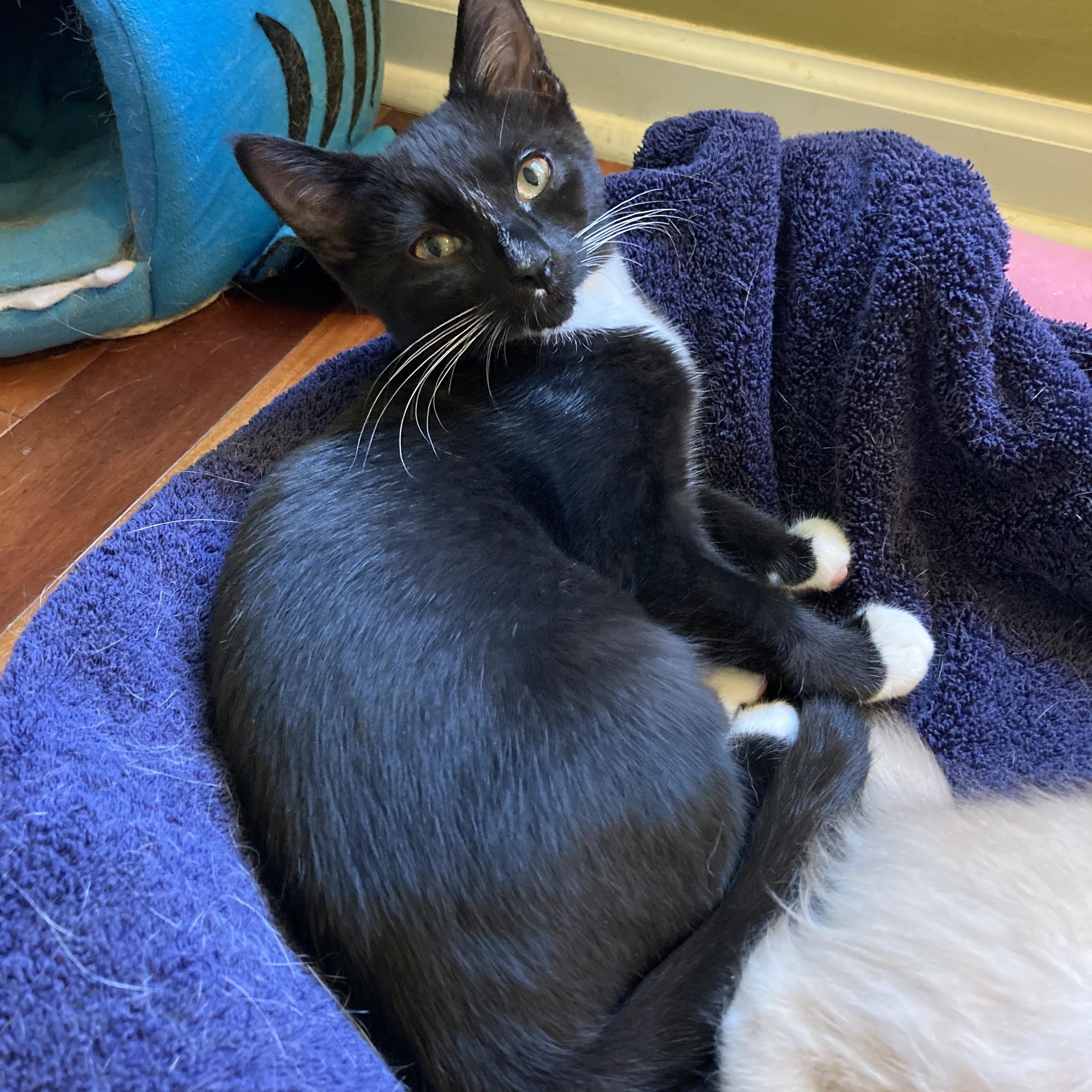 Enlarge Boots, a Adoptable Domestic Short Hair in Knoxville, TN image 4/5
