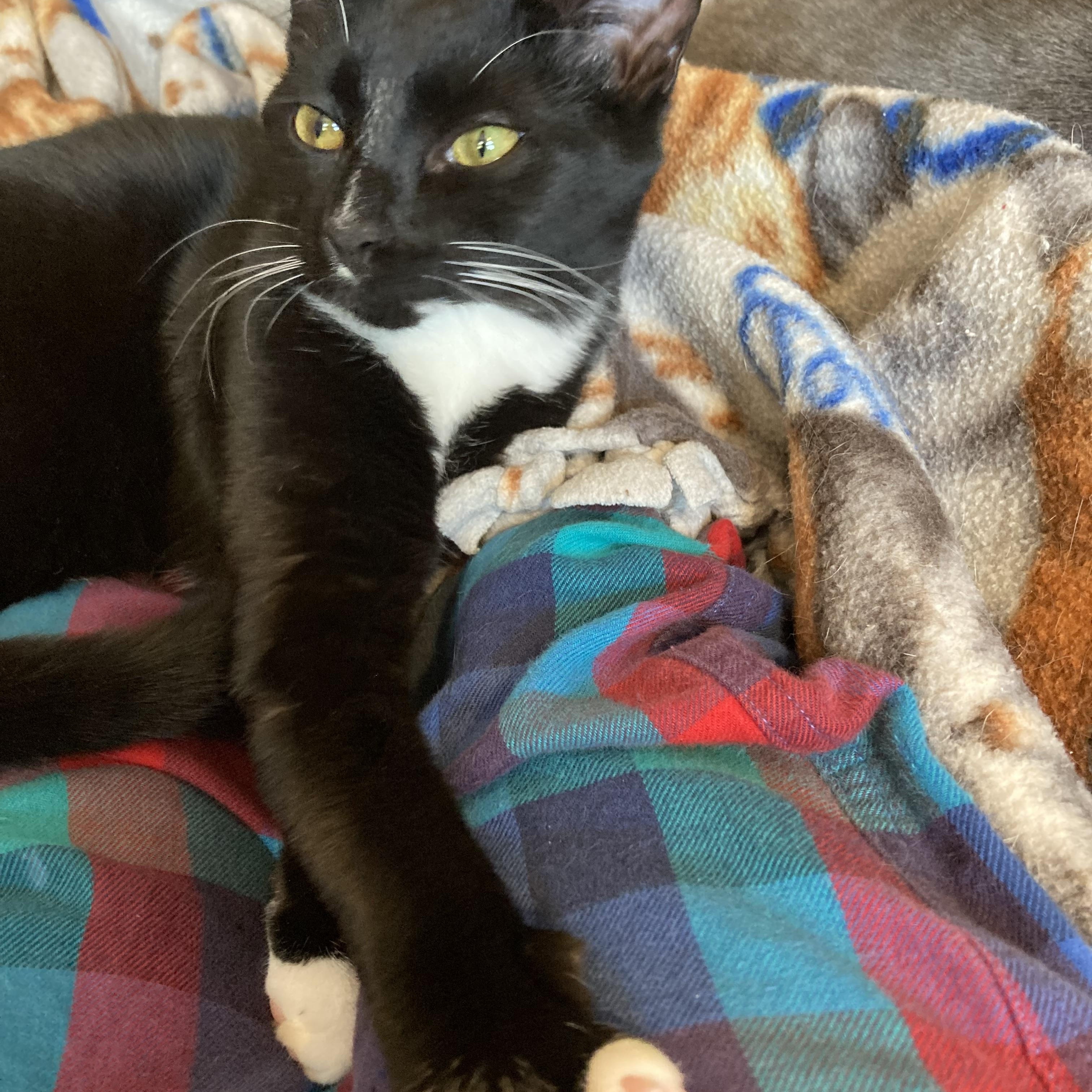 Enlarge Boots, a Adoptable Domestic Short Hair in Knoxville, TN image 3/5