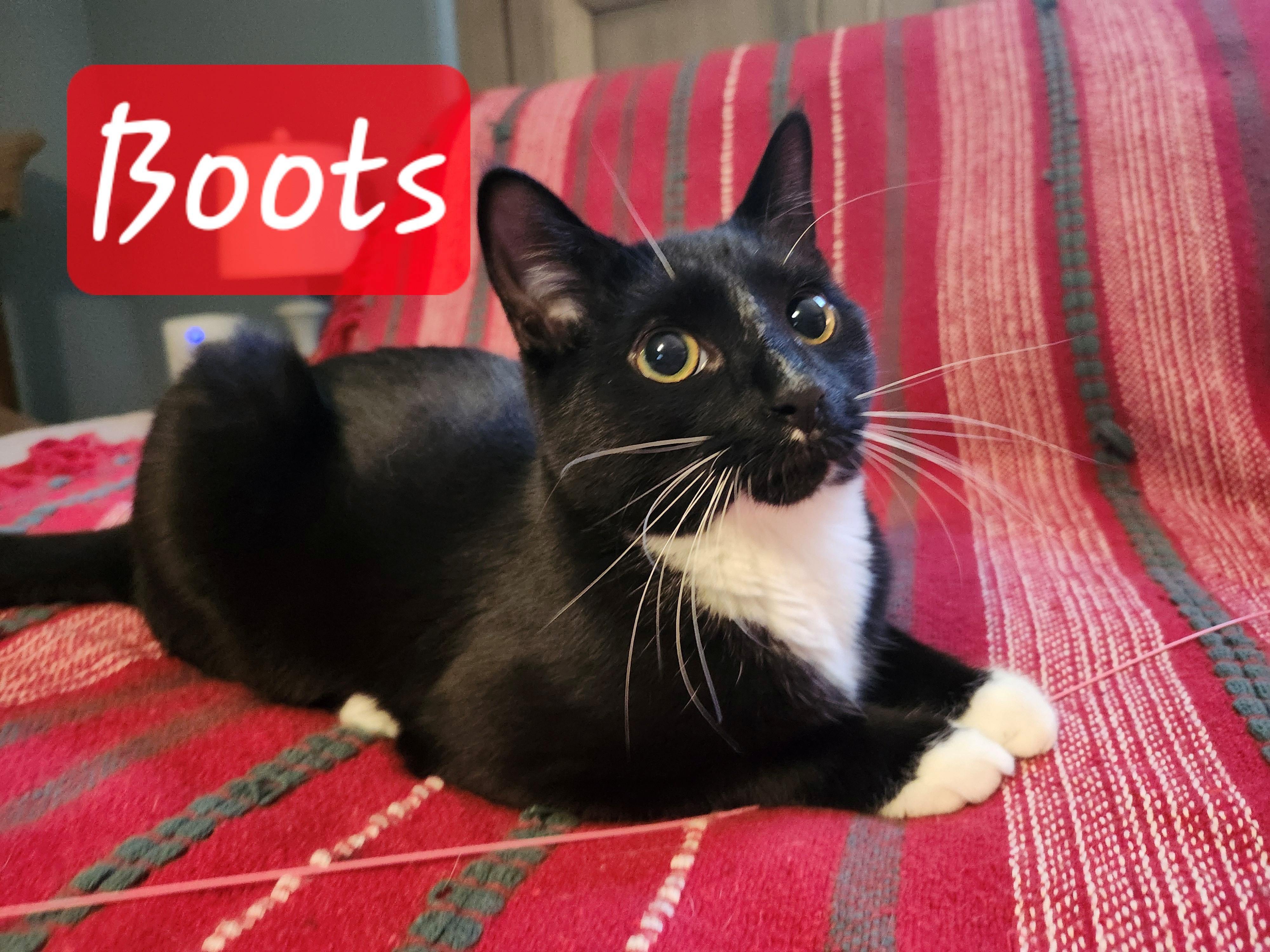 Enlarge Boots, a Adoptable Domestic Short Hair in Knoxville, TN image 5/5