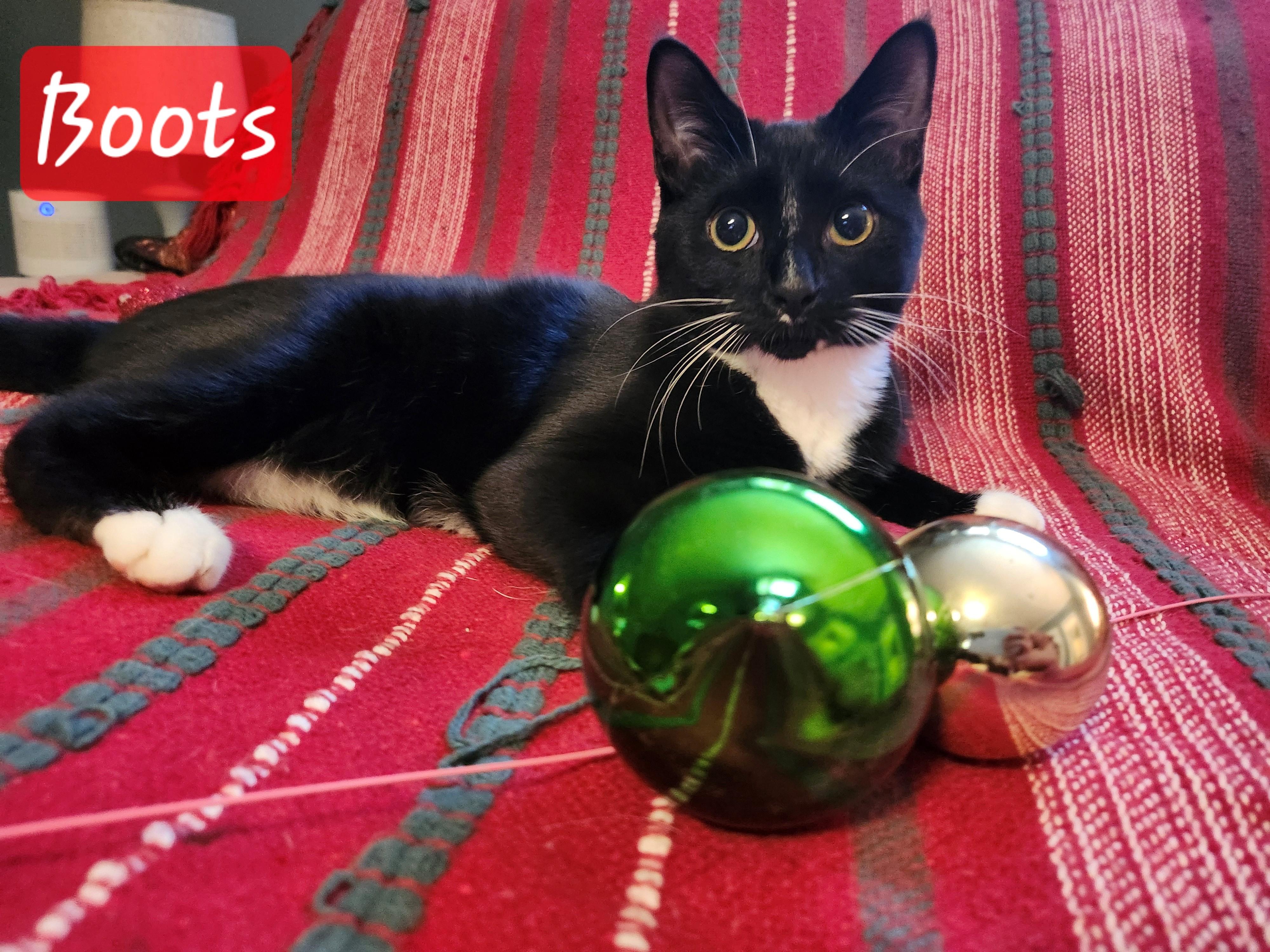 Enlarge Boots, a Adoptable Domestic Short Hair in Knoxville, TN image 1/5