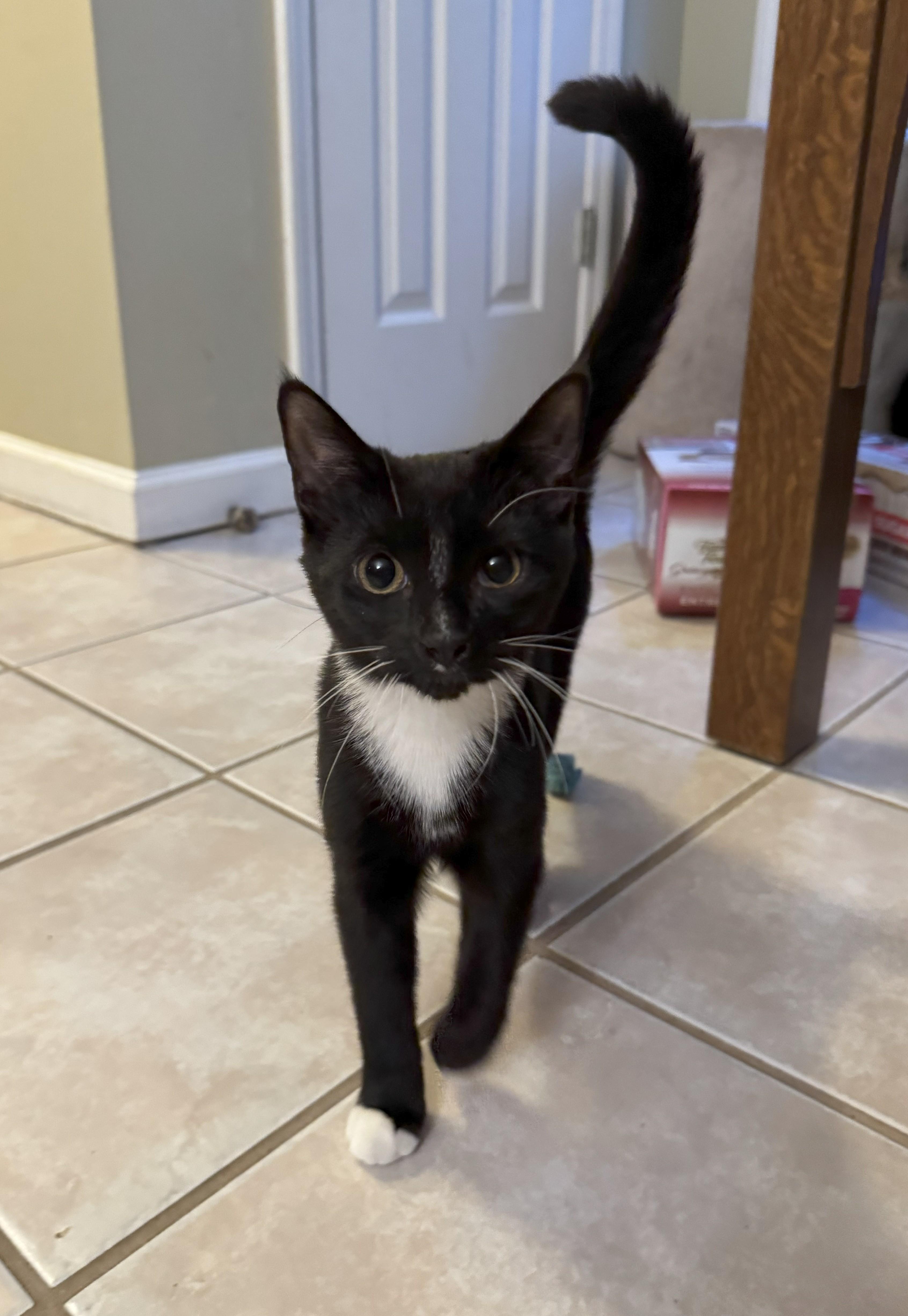 Enlarge Boots, a Adoptable Domestic Short Hair in Knoxville, TN image 2/5