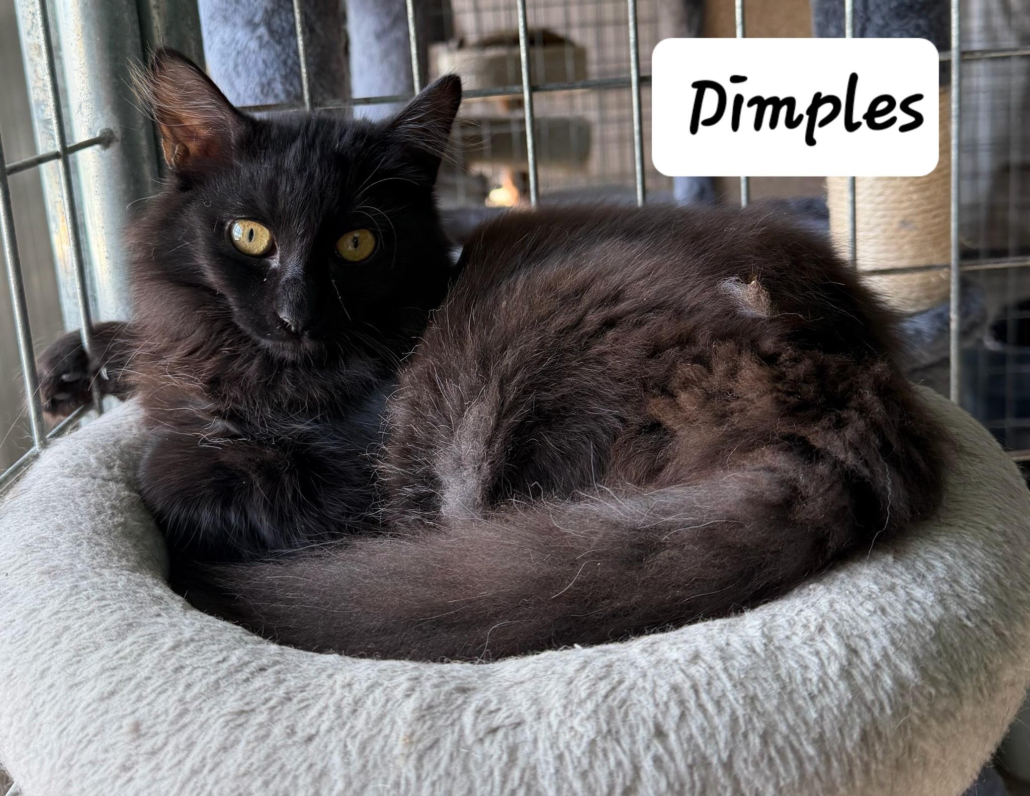 Enlarge Dimples, a ADOPTABLE Domestic Long Hair in Urbana, OH image 1/1